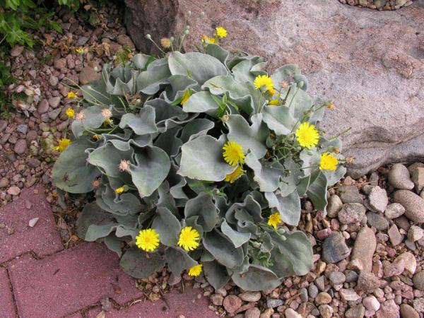 Hieracium lanatum