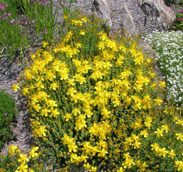 Hypericum olympicum