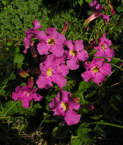 Incarvillea mairei