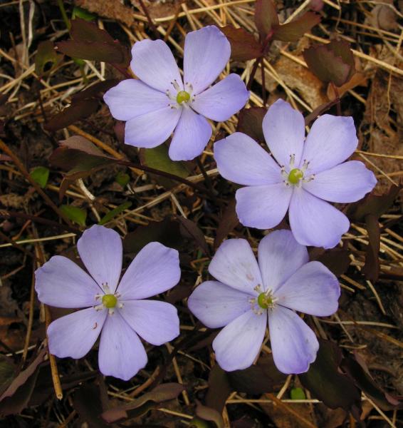 Jeffersonia dubia