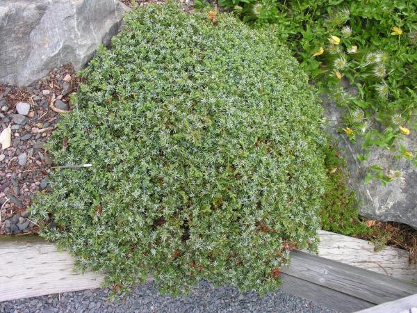 Juniperus communis 'Berkshire'