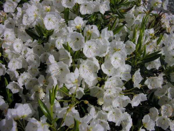 Kalmia polifolia 'Leucantha'