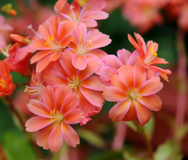 Lewisia cotyledon