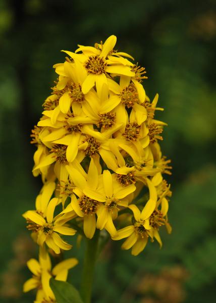 Ligularia alpigena