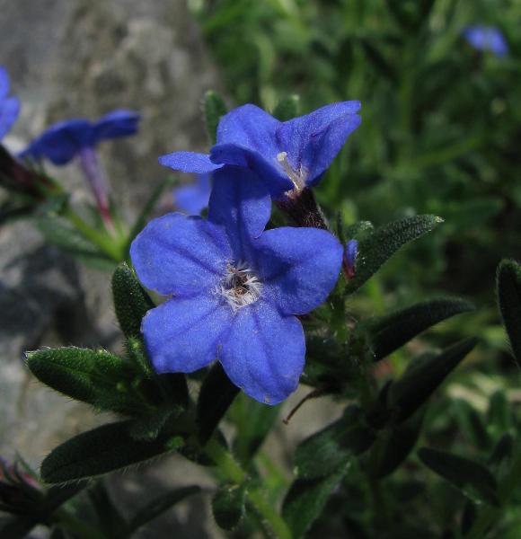 Lithodora diffusa 'Grace Ward'