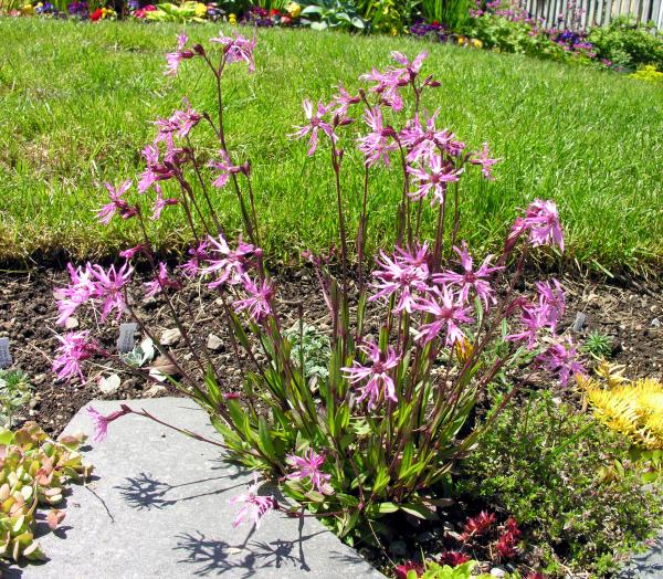 Lychnis flos-cuculi 'Nana'