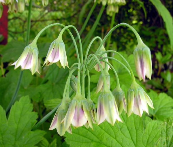 Nectaroscordum siculum