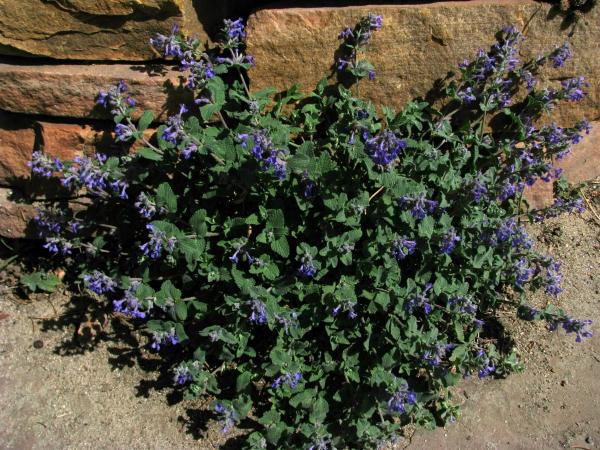 Nepeta mussinii