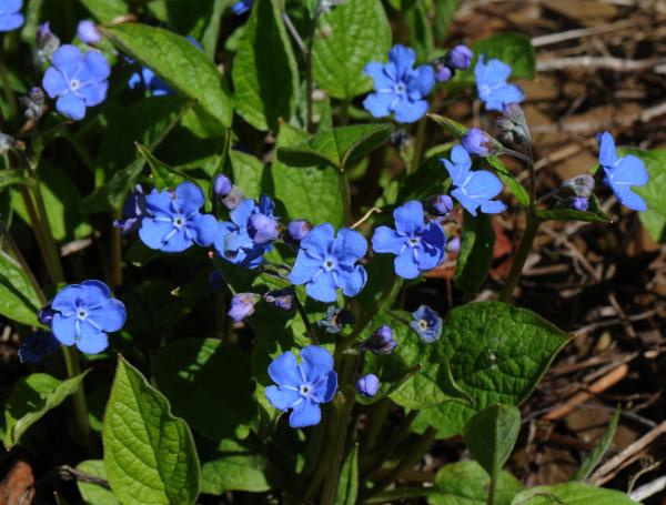 Omphalodes verna