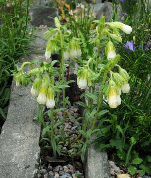 Onosma nanum