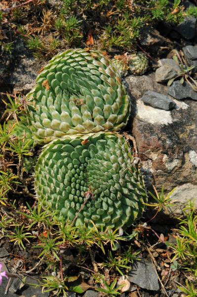 Orostachys spinosa