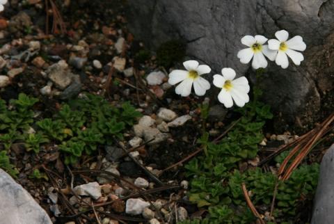 Ourisia caespitosa