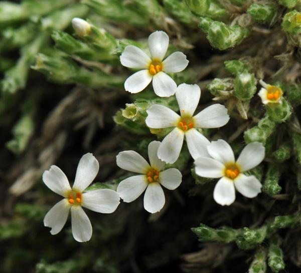 Phlox bryoides