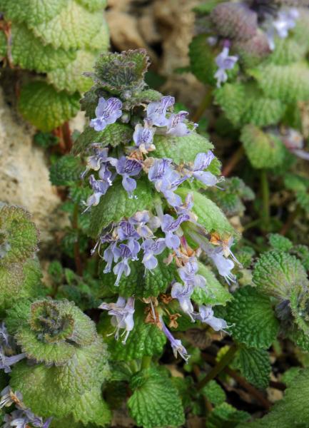 Phyllophyton complanatum