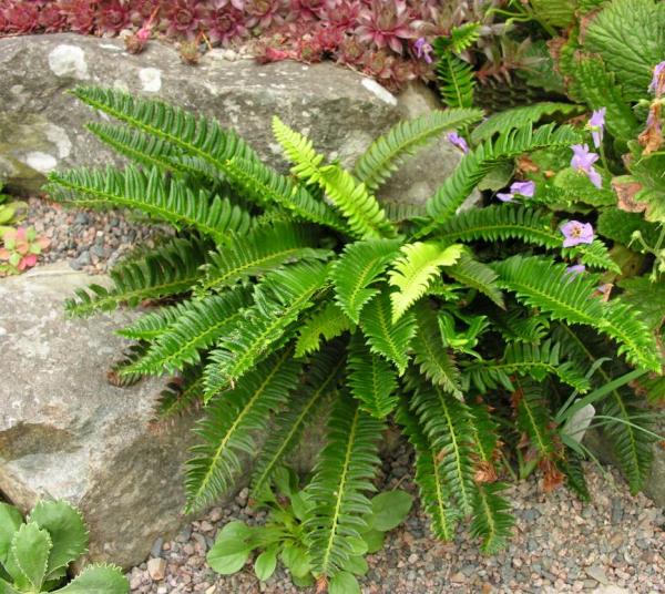 Polystichum lonchitus