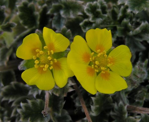 Potentilla villosa