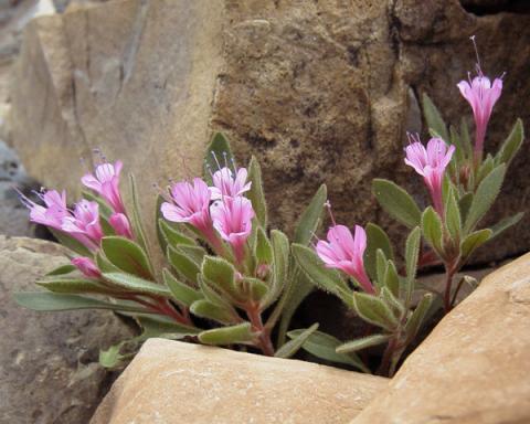 Collomia debilis