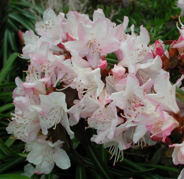 Rhododendron 'Ginny Gee'