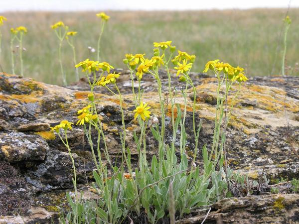 Senecio canus