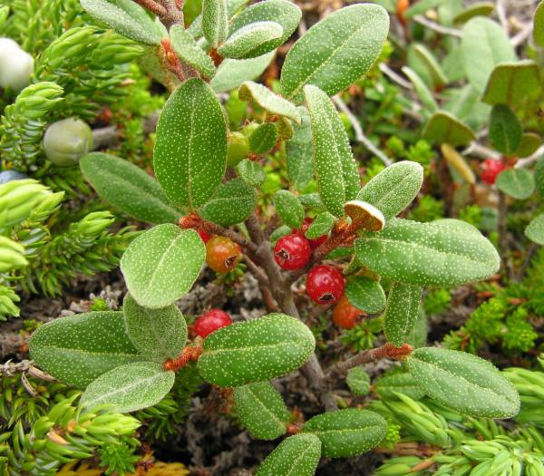 Shepherdia canadensis var. prostrata