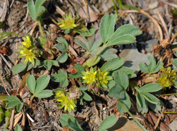 Sibbaldia procumbens