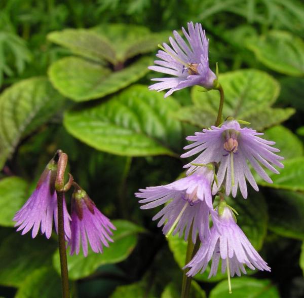 Soldanella alpina