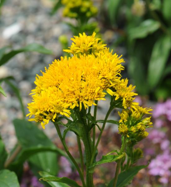 Solidago multiradiata