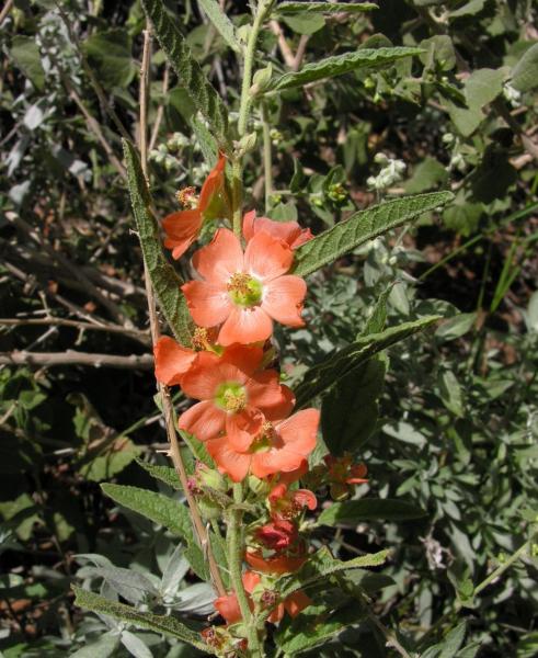 Sphaeralcea angustifolia