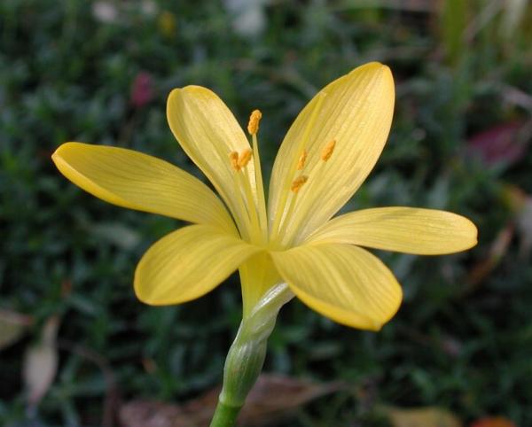 Sternbergia lutea