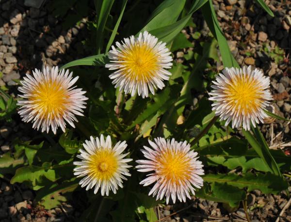 Taraxacum pseudoroseum