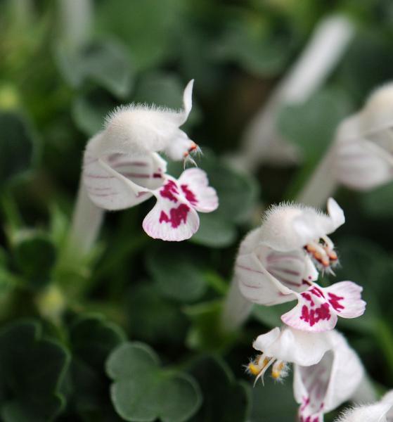 Lamium armenum