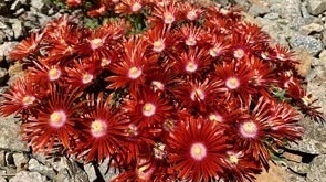 Delosperma295x165.jpg