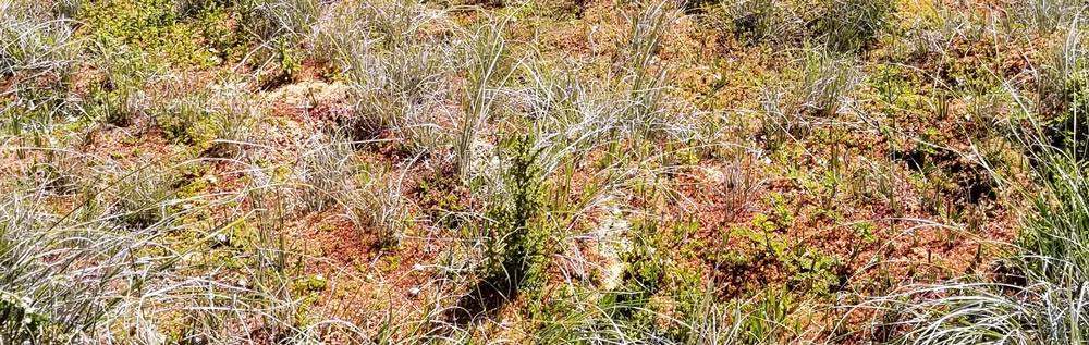 drosera-habitat.jpg