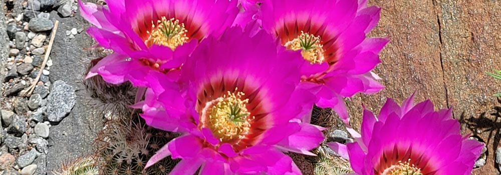 echinocereus.jpg