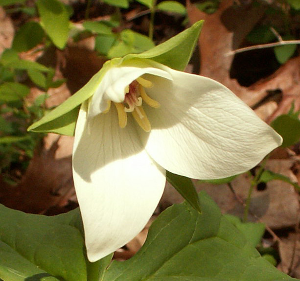 Trillium erectum var. album