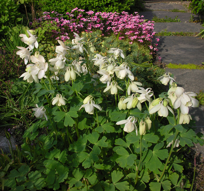 Aquilegia flabellata 'Verna Alba'