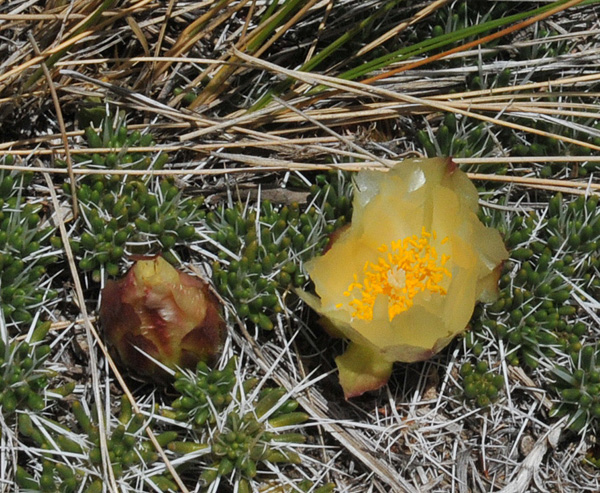 Maihuenia poeppigii