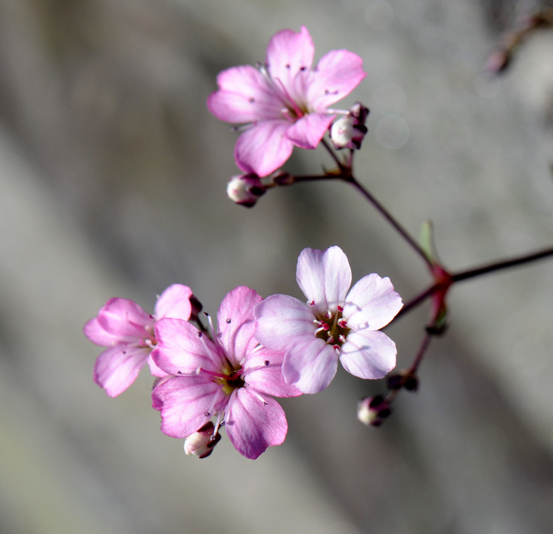 Gypsophila repens Rosea