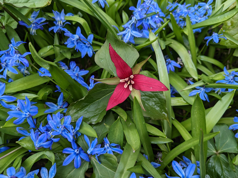 Trillium erectum