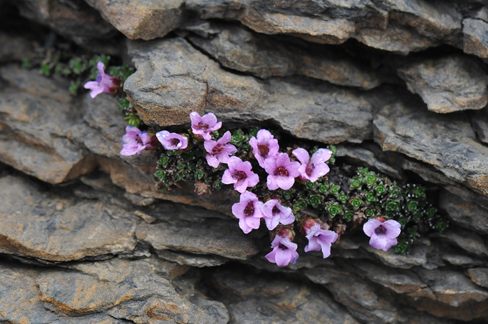 Saxifraga oppositifolia