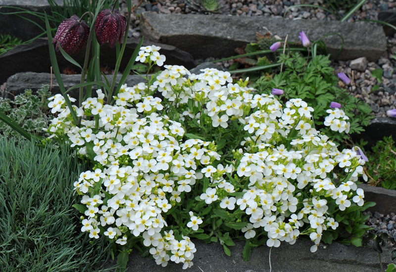 Arabis flaviflora