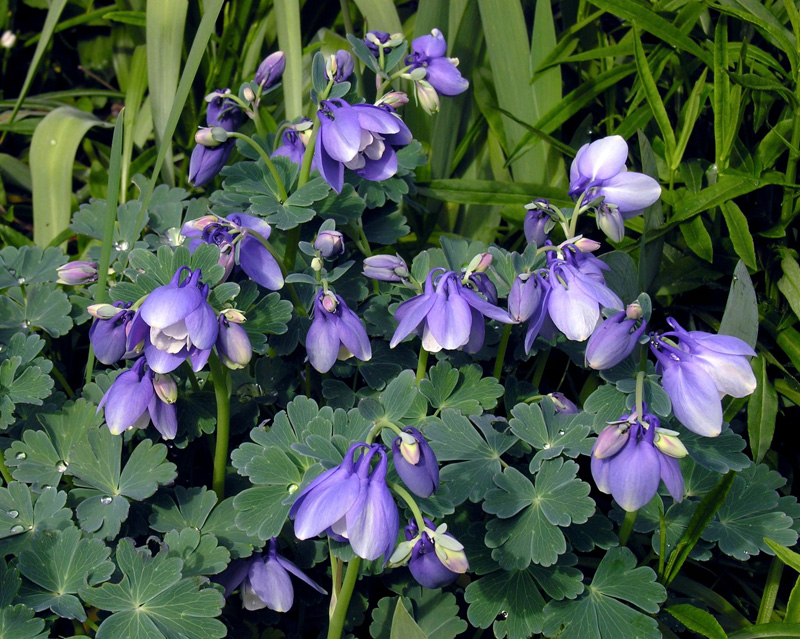 Aquilegia flabellata