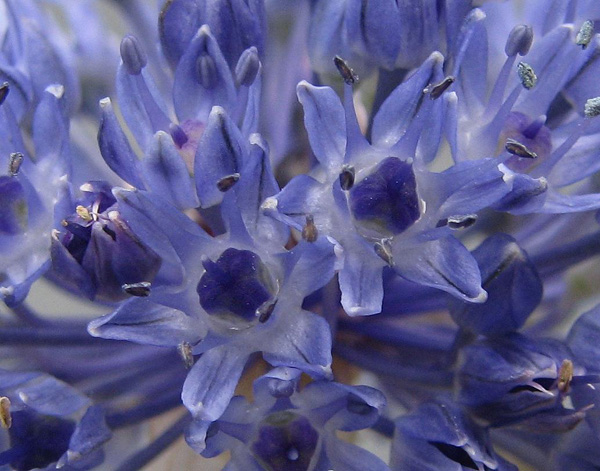 Allium caeruleum