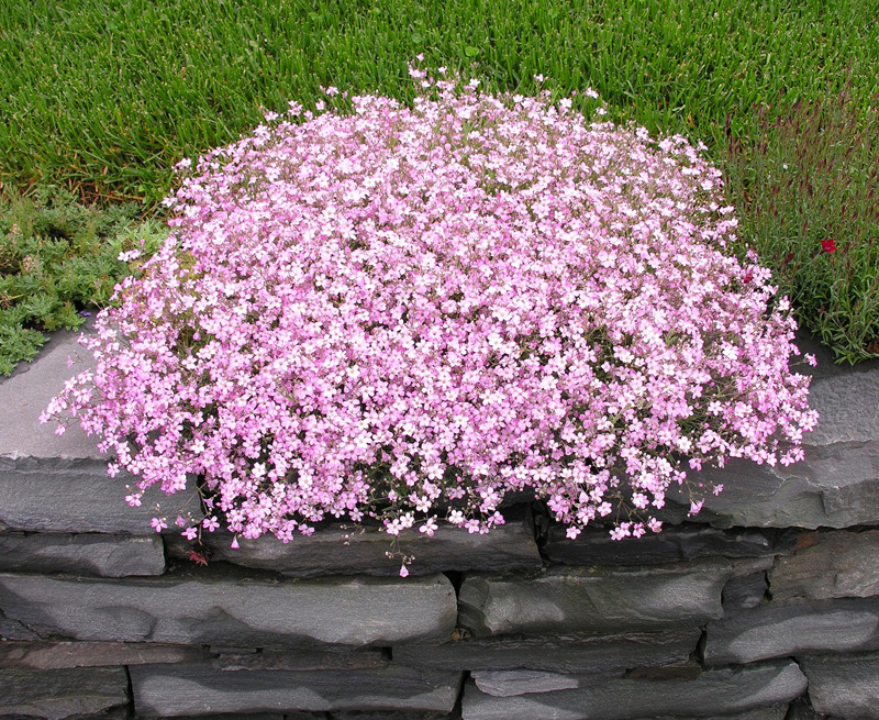 Gypsophila repens Rosea