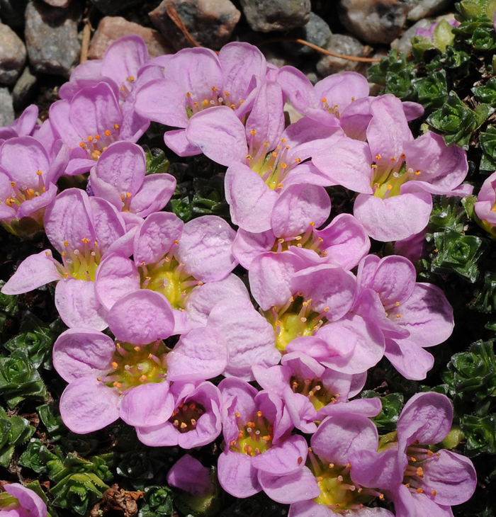 Saxifraga oppositifolia