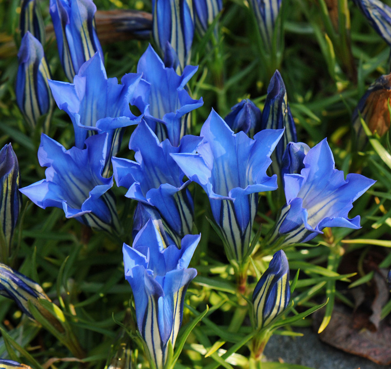 Gentiana sino-ornata