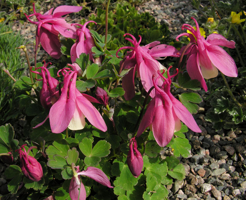 Aquilegia flabellata 'Cameo Pink'