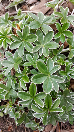 Alchemilla alpina