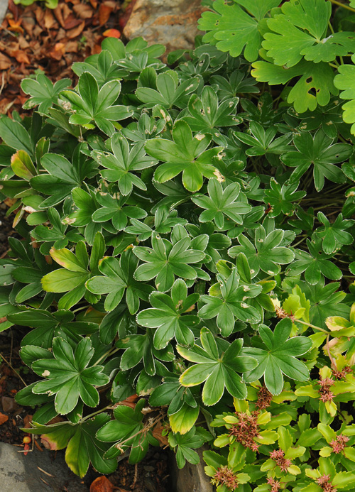 Alchemilla alpina