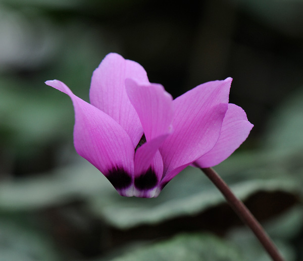 Cyclamen pseudibericum